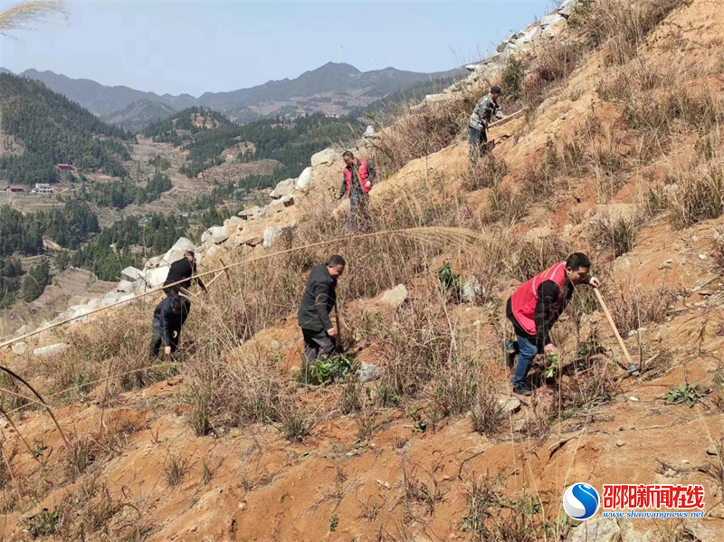 洞口县桐山乡易地搬迁点各族群众开展义务植树活动