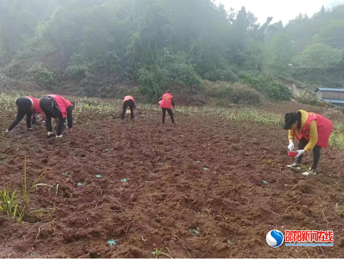 洞口县杨林镇破刀村：产业发展助推民族团结进步