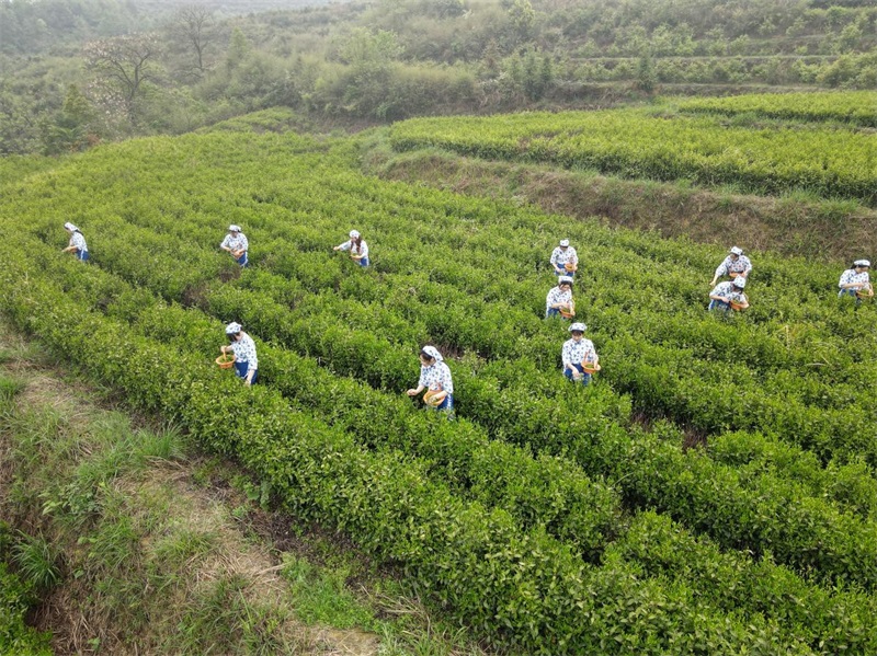 ​新宁县丰田乡开展采茶节活动