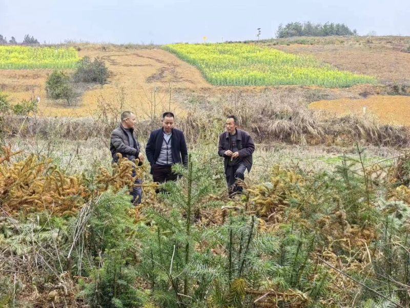 洞口县茶铺茶场管理区二家社区：开展禁种铲毒踏青专项行动