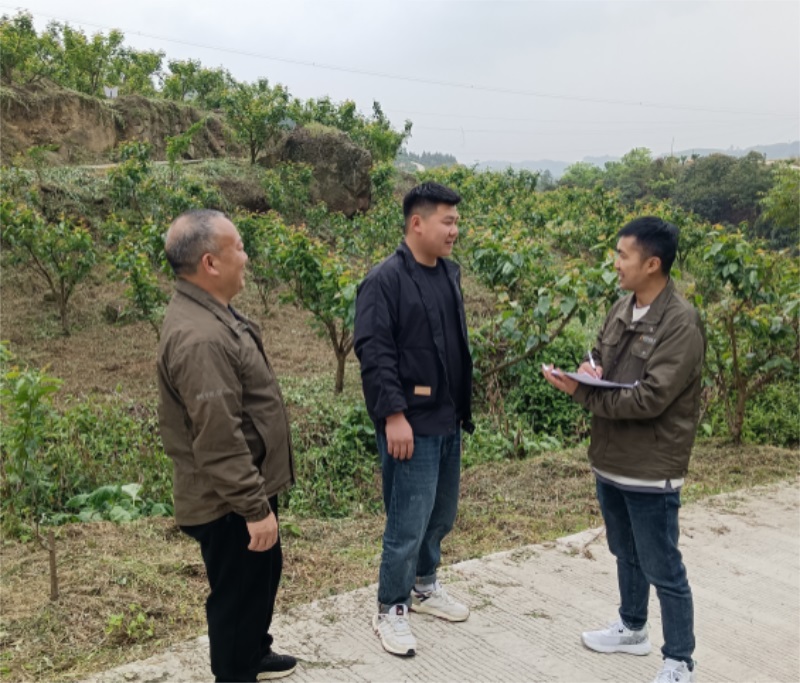 樱桃红，乡村兴，阳光财险为农业产业发展保驾护航