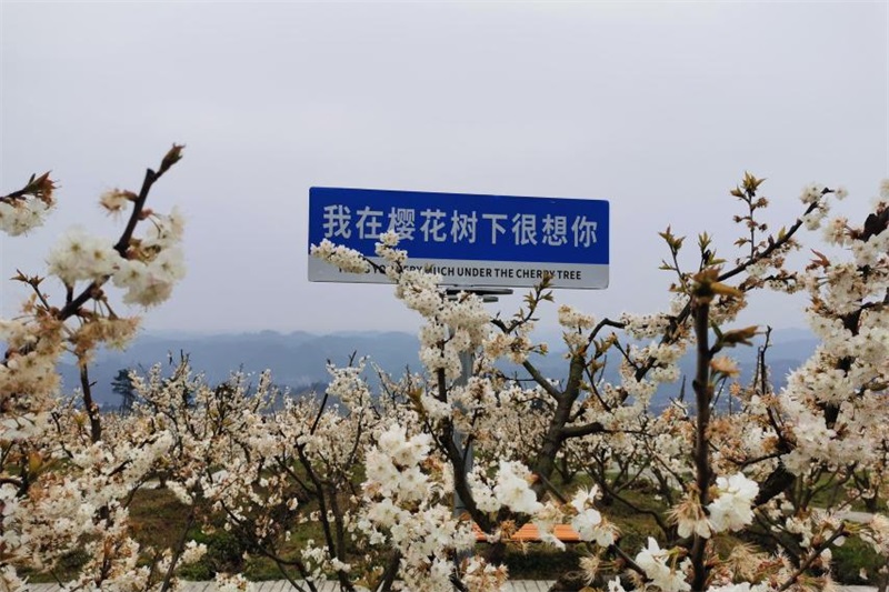 樱桃红，乡村兴，阳光财险为农业发展保驾护航
