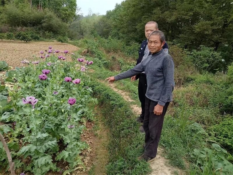 新邵县新田铺镇开展禁种铲毒踏查宣传行动