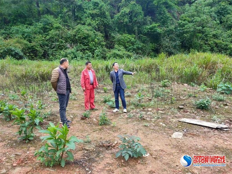 新宁县纪委赴清江桥乡调研督导“洞庭清波”和清廉乡村建设工作