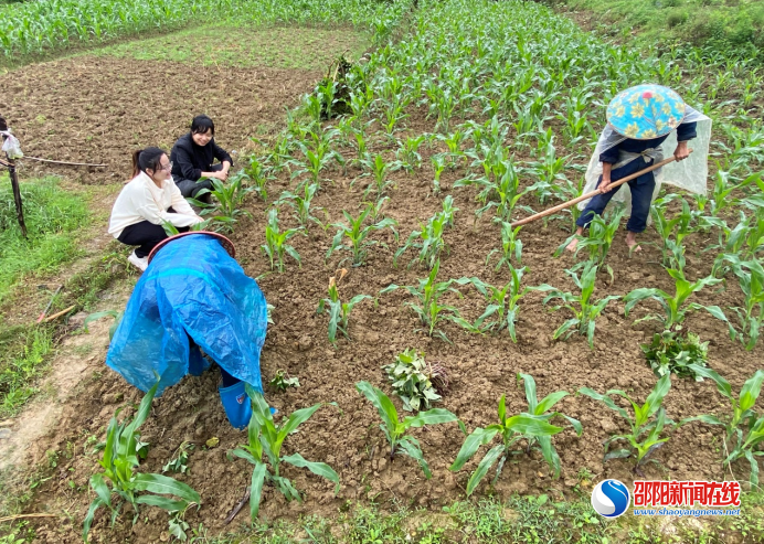 洞口县醪田镇：下沉一线察实情，精准“护农”强基石