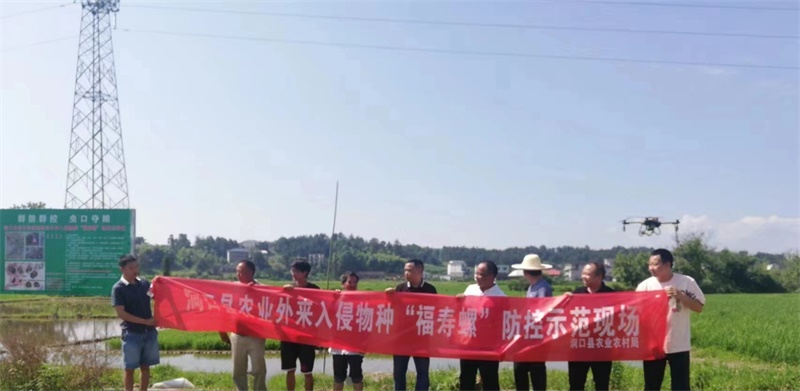 洞口县：出招“组合拳”防控福寿螺