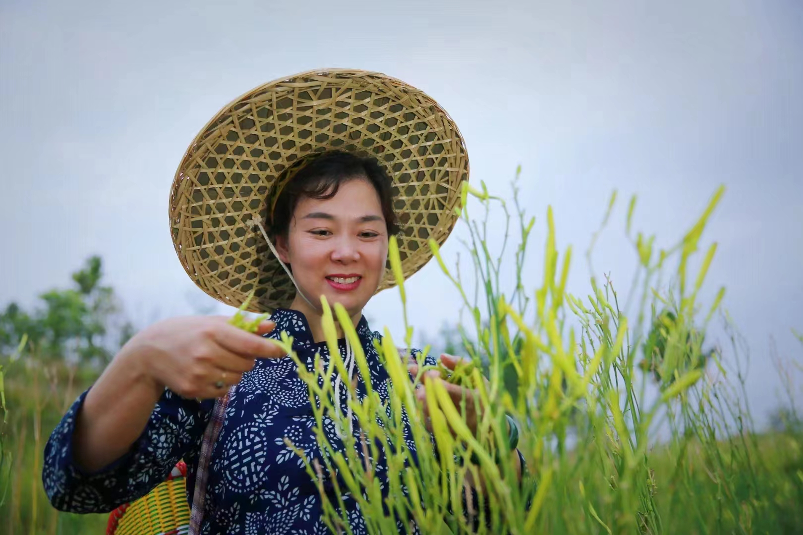 邵东市“黄花姐姐”李汉群：​重振黄花产业雄风是我的使命与梦想