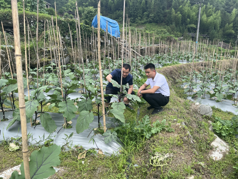 城步苗族自治县长安营祺优化营商环境赋能产业振兴