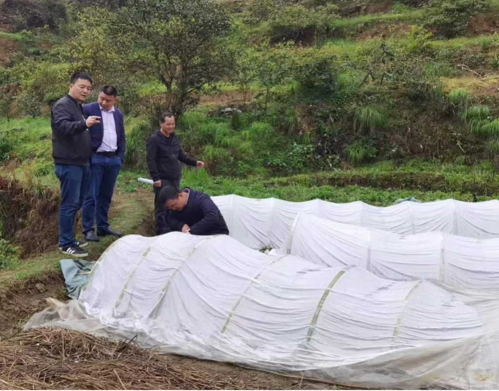 洞口县桐山乡“三强化”让“特色”农业成为增收“亮色”