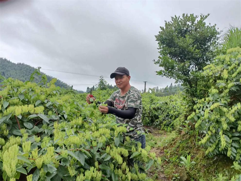 洞口县桐山乡中桃村：天赋“中桃”美，地蕴“忍冬”香
