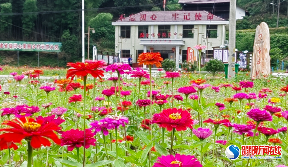 洞口县古楼乡古楼村：万株鲜花齐盛开 扮靓古楼人居环境