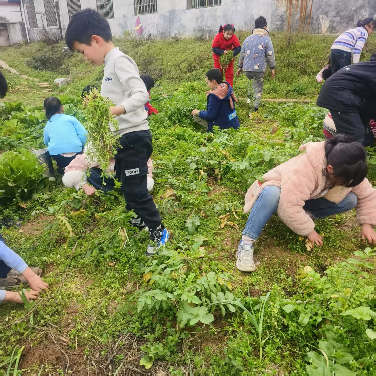 洞口县贻谷完小开展劳动教育实践活动
