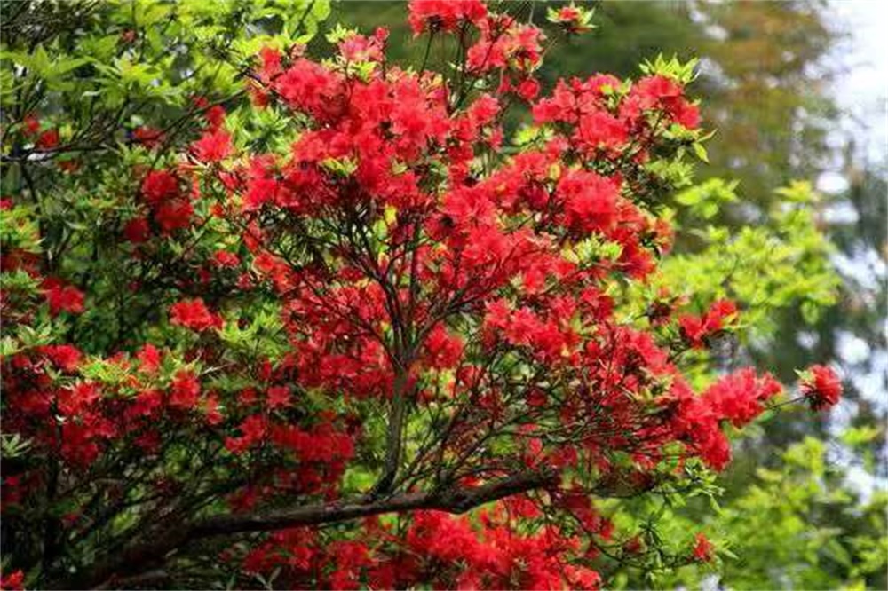 绥宁东山乡：登云山上杜鹃花开 绽放绚烂春光