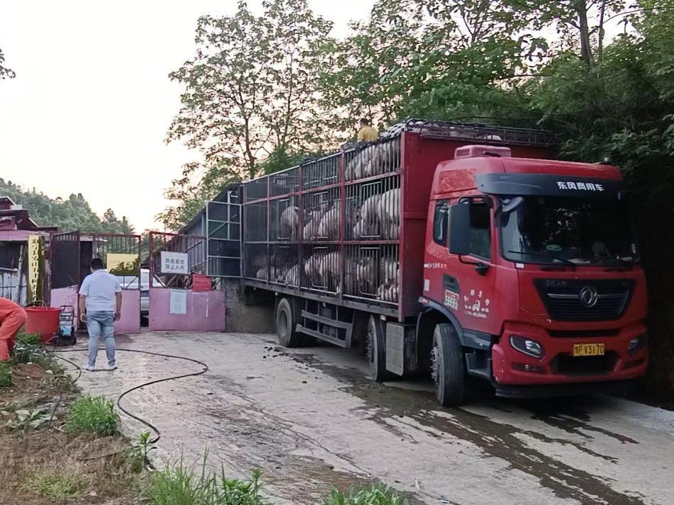 新宁县安山乡开展春季活猪检疫专项行动