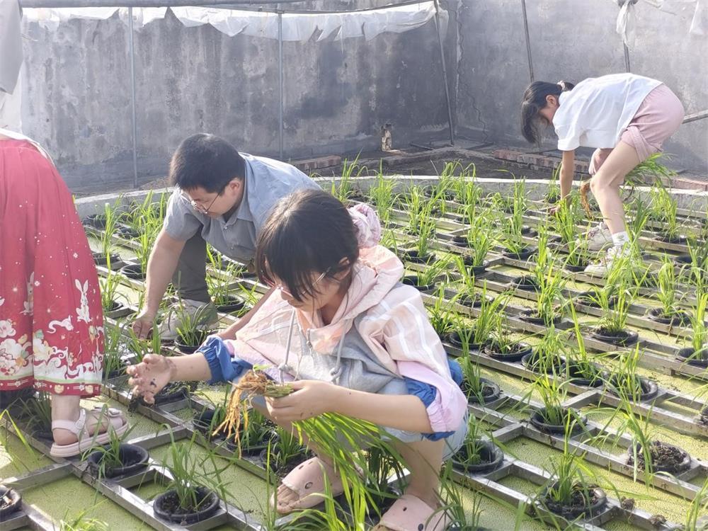 隆回县岩口镇藕塘完全小学开展无土水稻插秧志愿劳动