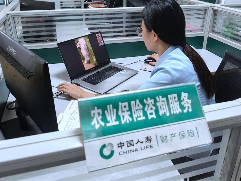 中国人寿财险隆回县支公司开展能繁母猪保险线上查勘