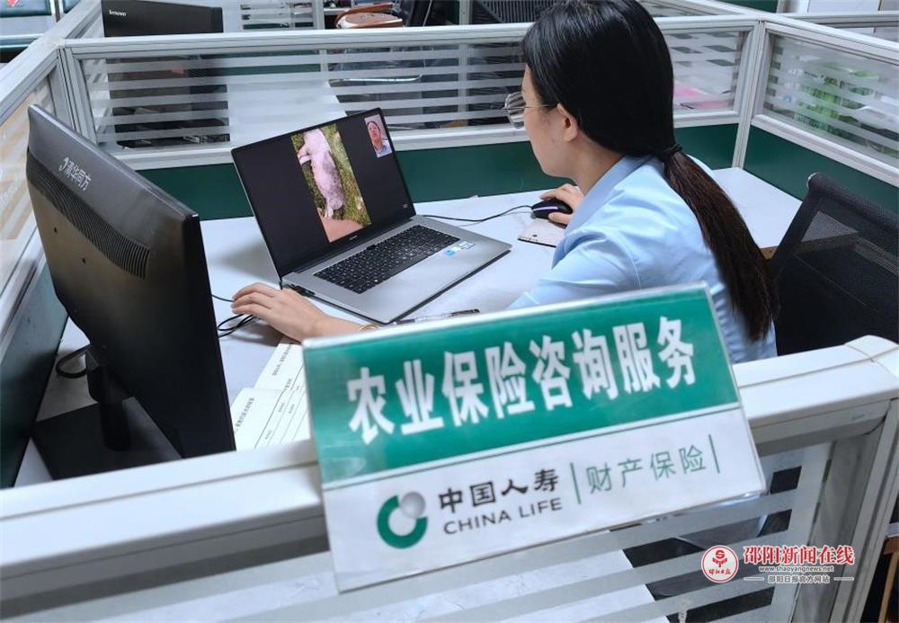 中国人寿财险隆回县支公司开展能繁母猪保险线上查勘