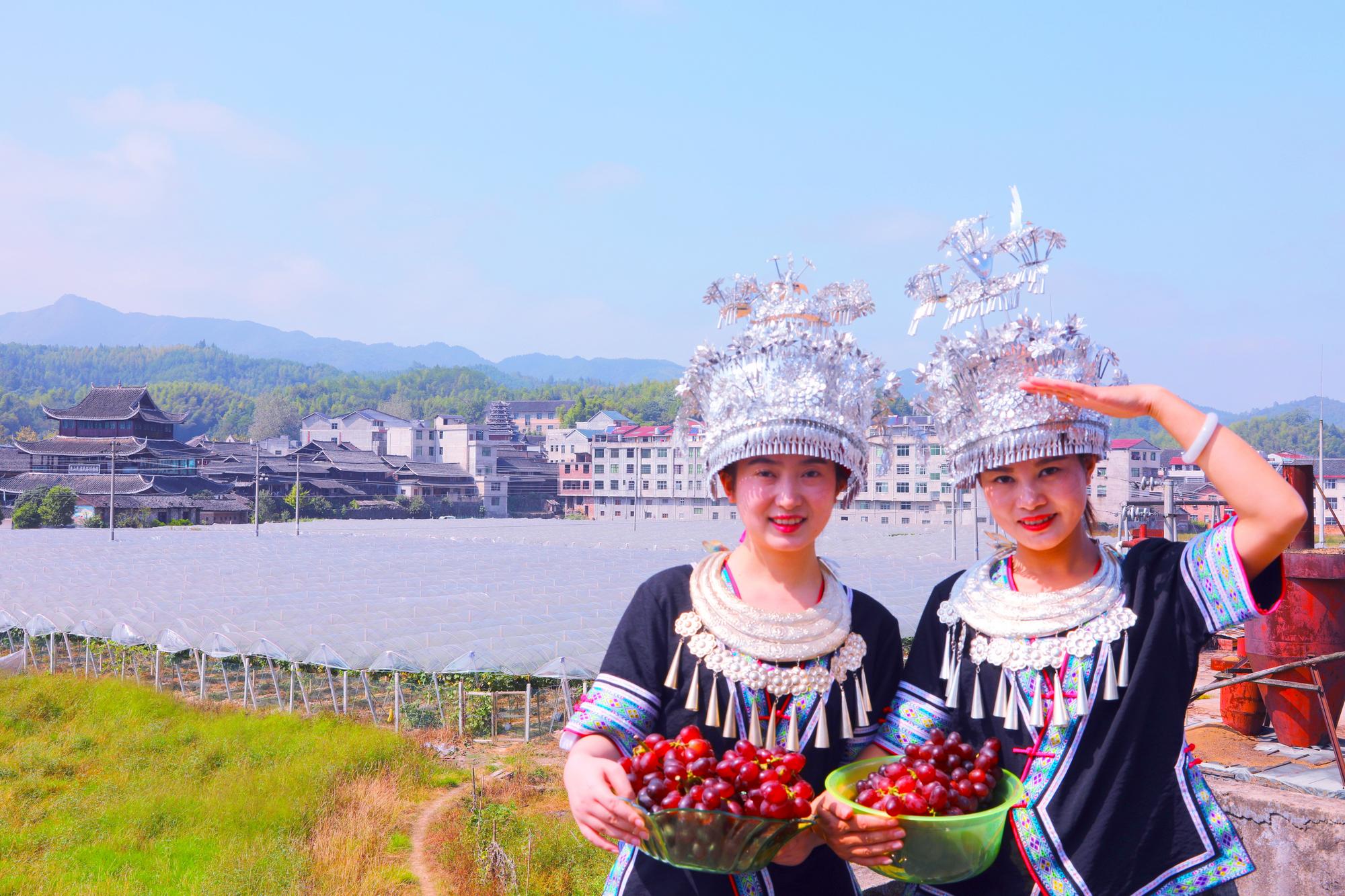 绥宁东山乡：千年侗韵 红提飘香