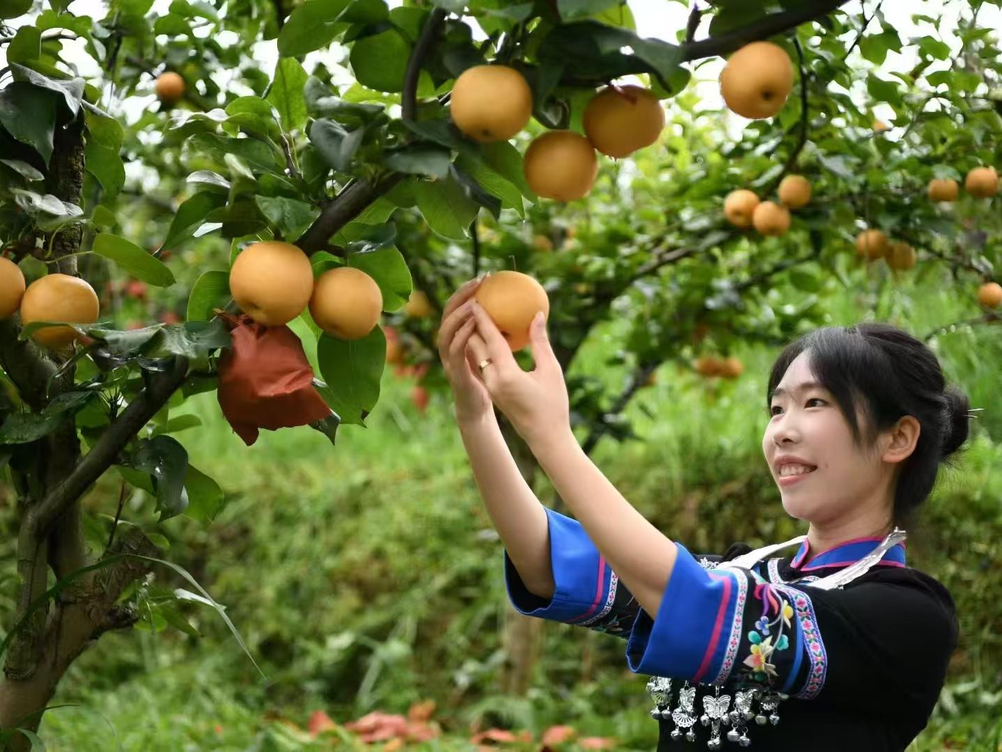 城步：代表引领展风采 梨园飘香助振兴