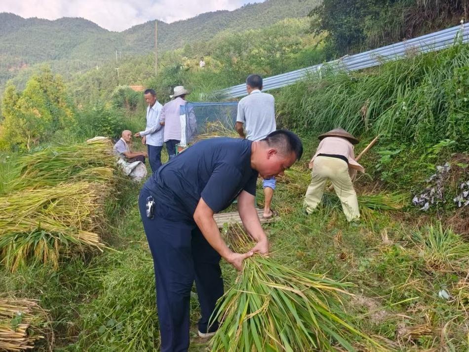 洞口：干群共绘“颗粒归仓”好“丰”景