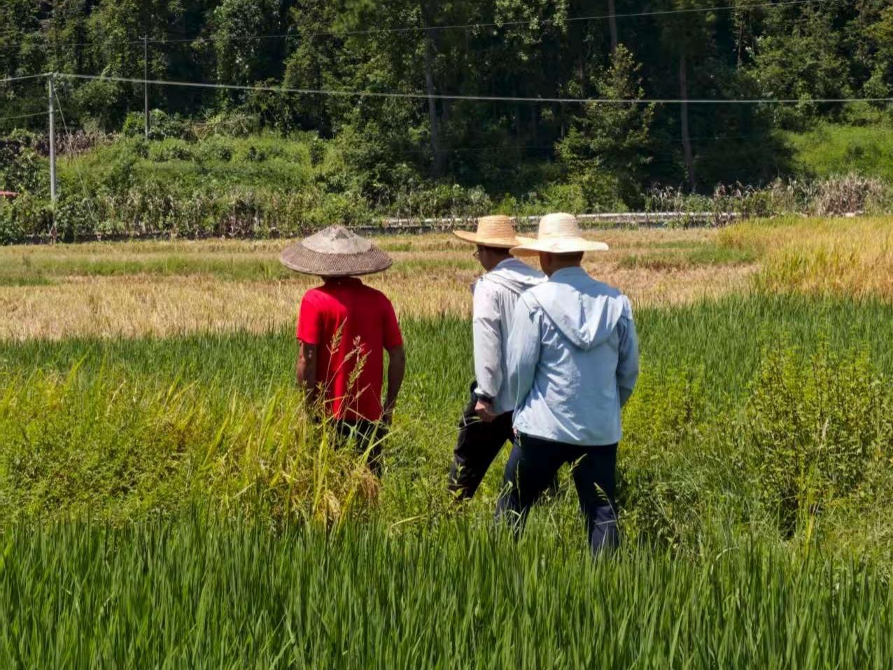 洞口县岩山镇：精准核查晚稻面积 夯实农业生产数据根基