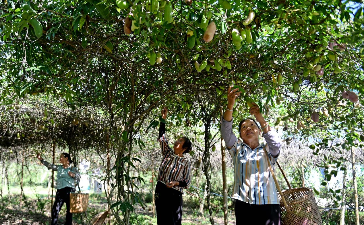 洞口县毓兰镇亿丰农林产业园：寒露农忙正当时 瓜果飘香采收勤