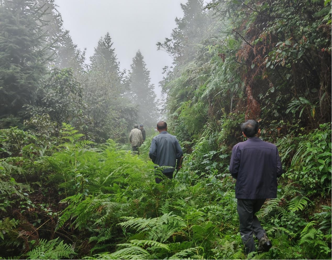 洞口县古楼乡：晨光中的守护 筑牢青山生态屏障
