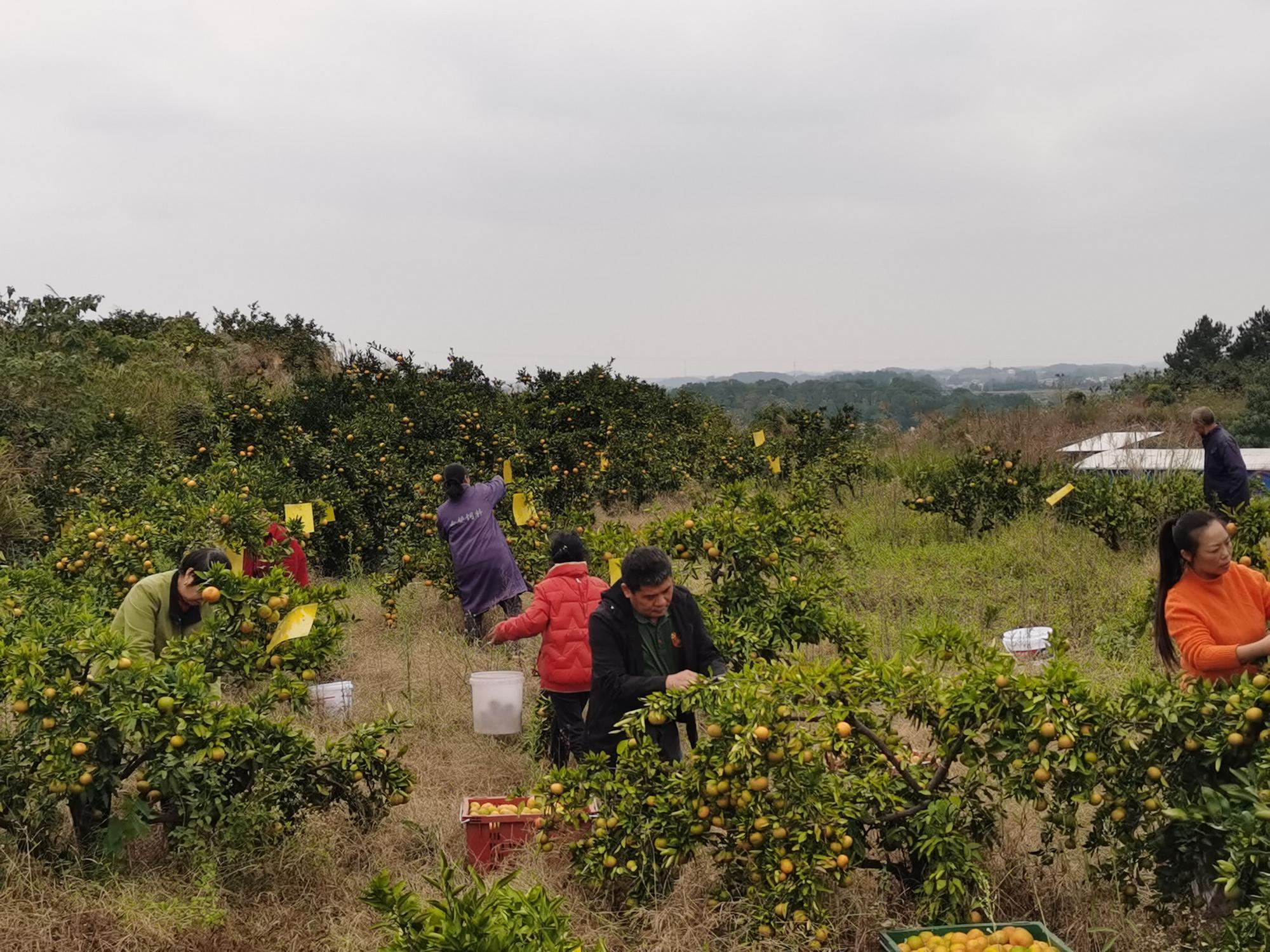 洞口县茶铺茶场管理区：金秋蜜桔挂满枝 “甜蜜”丰收正当时