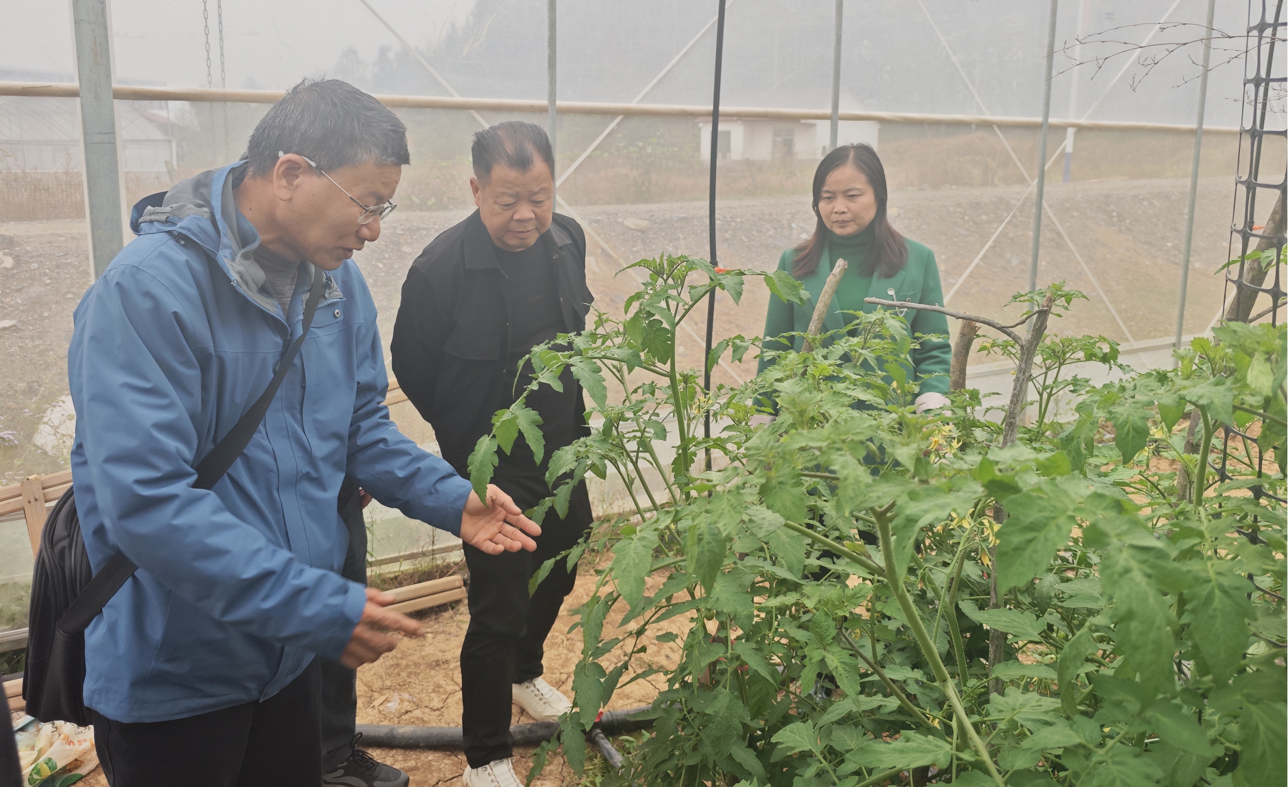 “十月底”送技到田头 邵阳县谷洲镇秋延蔬菜“把脉开方”保供应