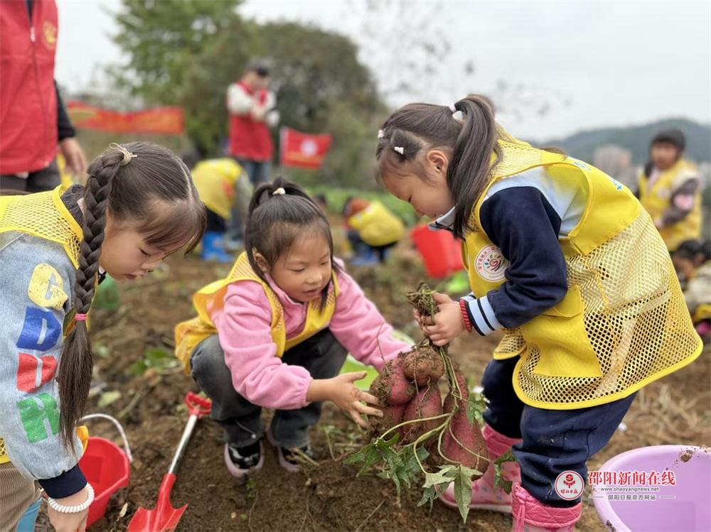 绥宁县城关二幼儿园开展“挖薯享农趣 实践启童心”主题户外实践活动