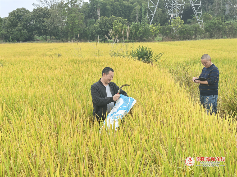 洞口县岩山镇晚稻测产见证丰产实效