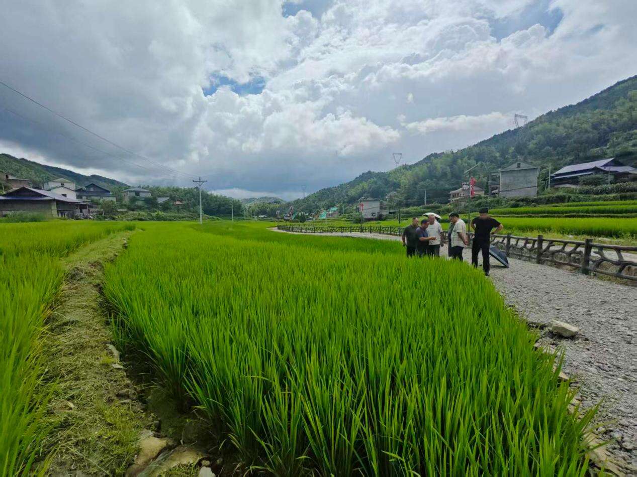洞口县𦰡溪瑶族乡以特色稻米铺就乡村振兴路