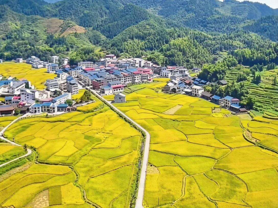洞口县渣坪乡：党建引领“金满田” 红色护航“粮满仓”