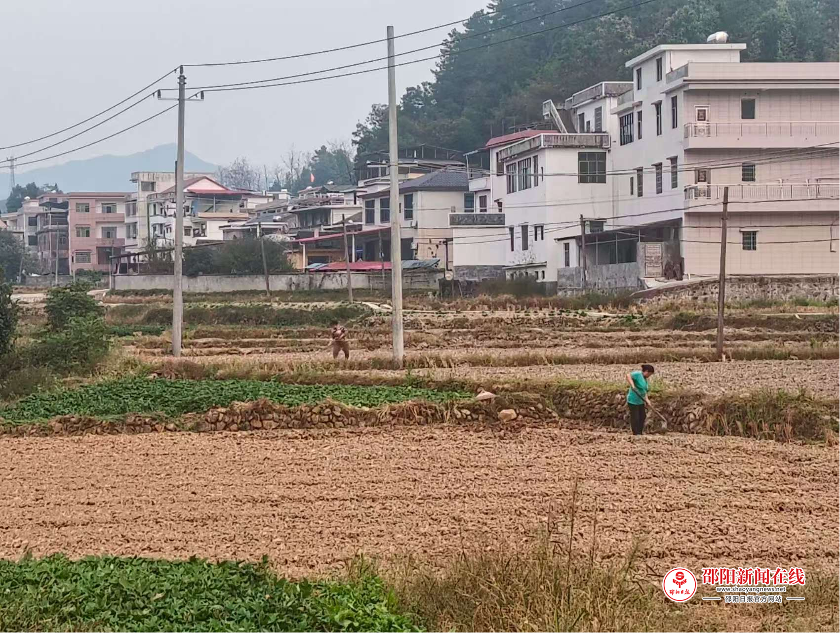 洞口县石柱镇：稻油轮作巧衔接“冬闲田”变成“增收田”
