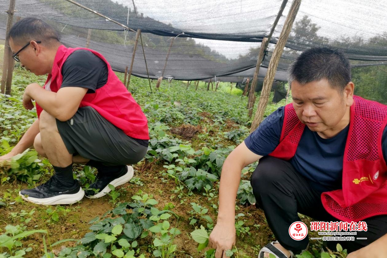 中国联通邵阳市分公司：昔日深山杂草，今朝致富“金叶”